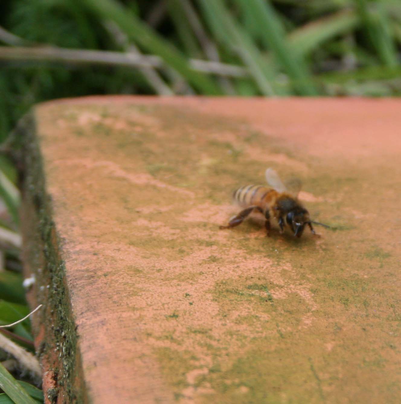 wasps-attacking-bees 045a.jpg